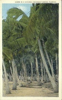 Prirodna kokosova gromova, razglednica na Floridi