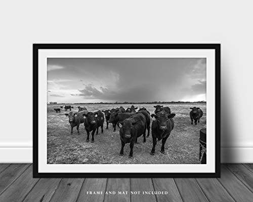 Fotografija krava Print crno -bijela slika okupljanja stoljeća goveda Angus kao olujne pivo na proljeće u Kansas Country Wall Art Farmhouse