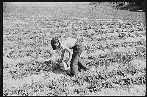 PovijesnaFindings Foto: Brajitelji jagoda, Lakeland, okrug Polk, Florida, Uprava za sigurnost poljoprivrednih gospodarstava, 19